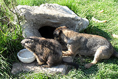 Hunde