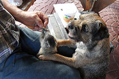 Hunde