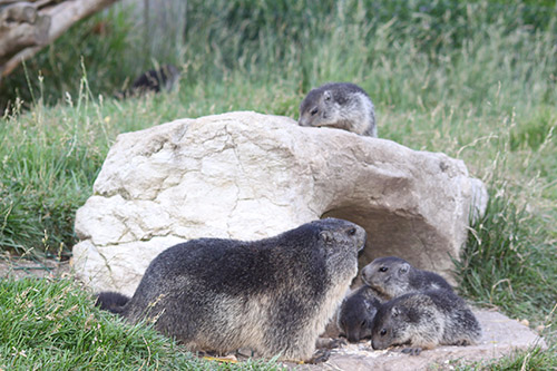 Murmeltierfamilie