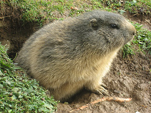 Murmeltier