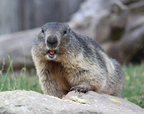 Murmeltier