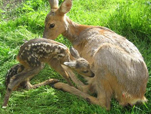 Rehe