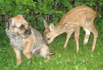 Rehe